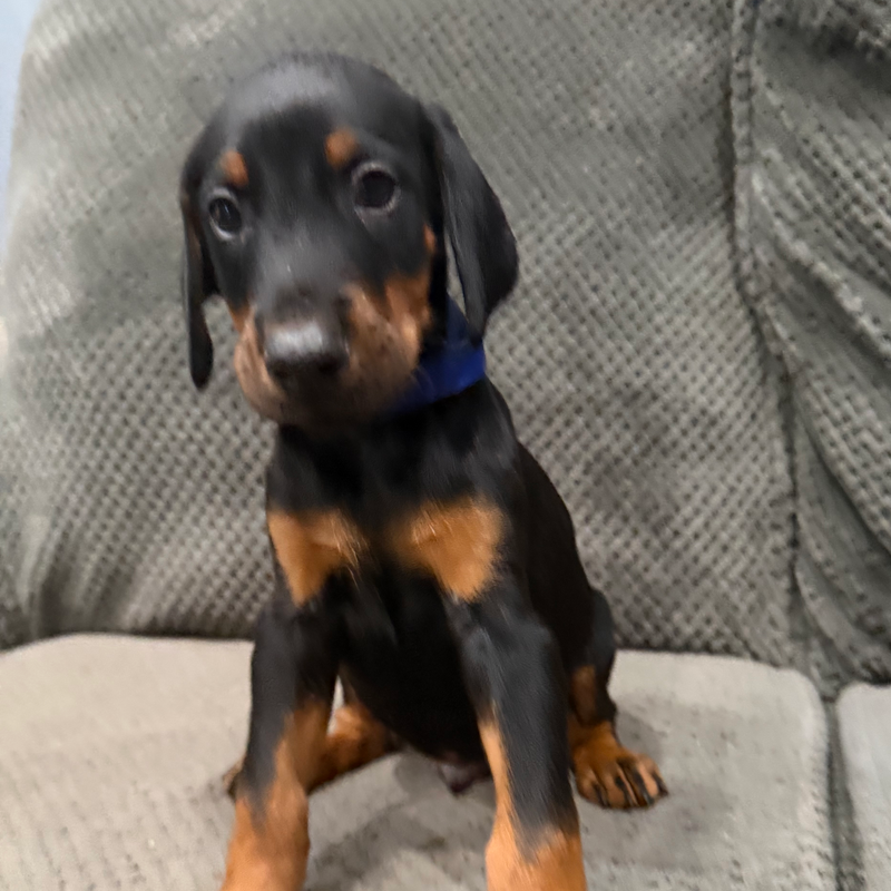 Rex - Blue Collar #2