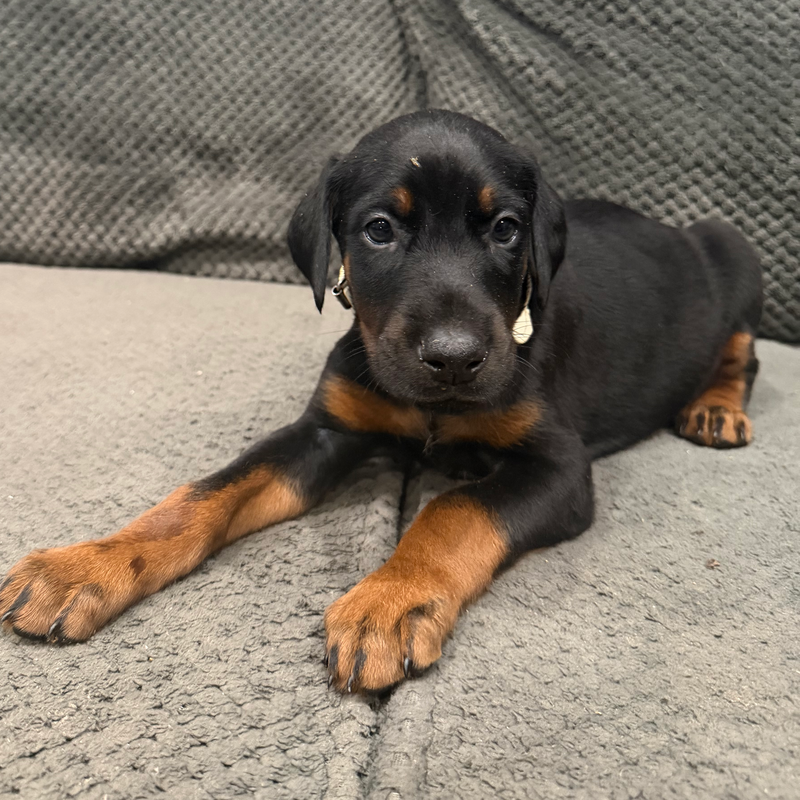 Spot - White Collar Male #3