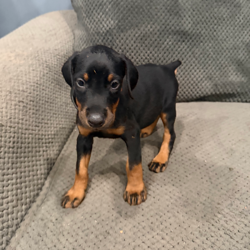 Thor - Black Collar Male #4