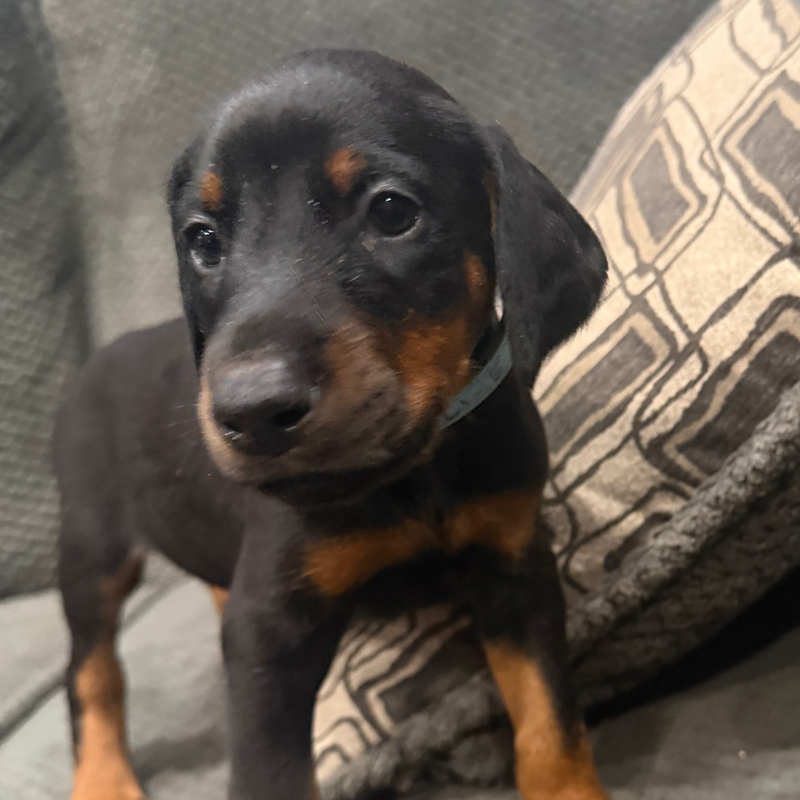 Duke - Lt Blue Collar Male #5