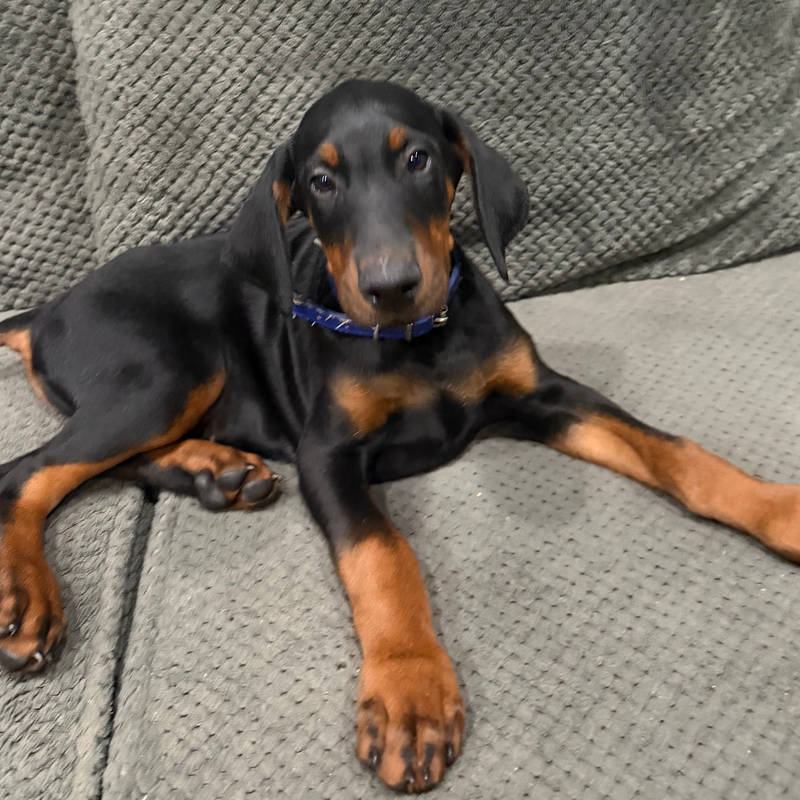 Rex - Blue Collar #2