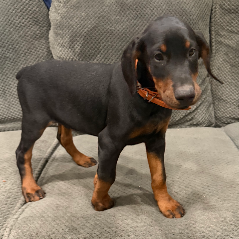 Thor - Black Collar Male #4