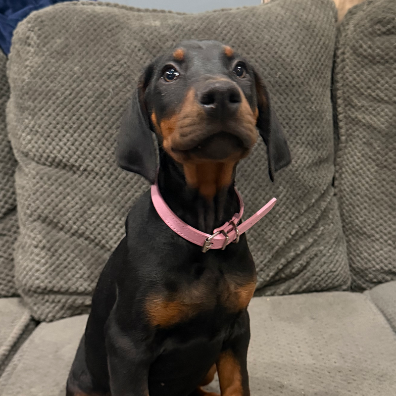 Duke - Lt Blue Collar Male #5