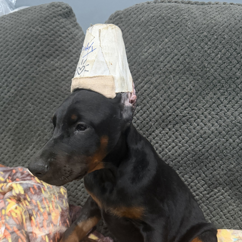 Buddy - Brown Collar Male #11