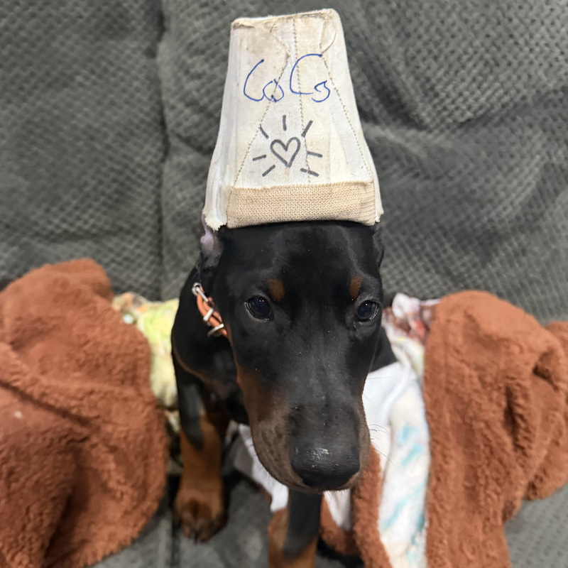 Coco - Orange Collar Female #14