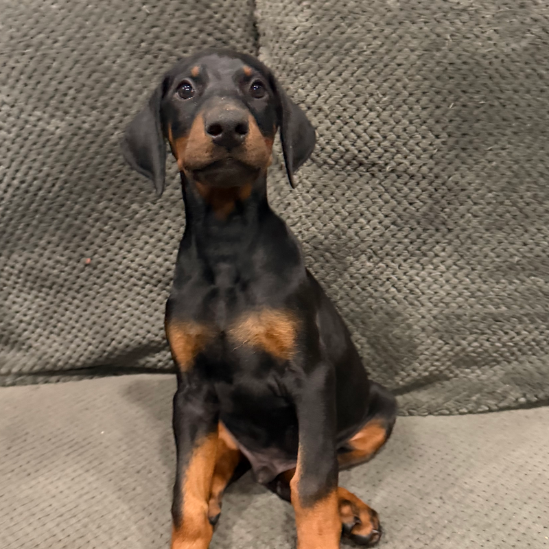 Rocky - Brown Collar Male #17