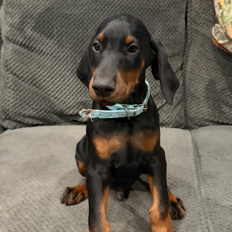 Diego - Lt Blue Collar Male #18