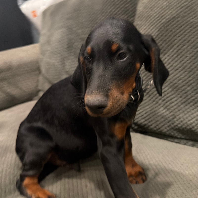 Dexter - Black Collar Male #19