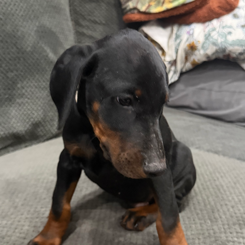 Gus - White Collar Male #20