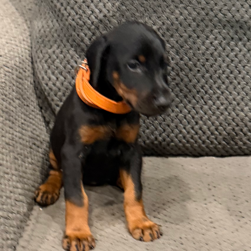 Coco - Orange Collar Female #14