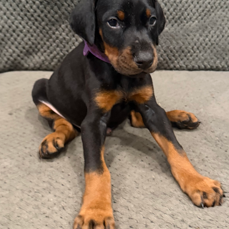 Bruno - Purple Collar Male #16