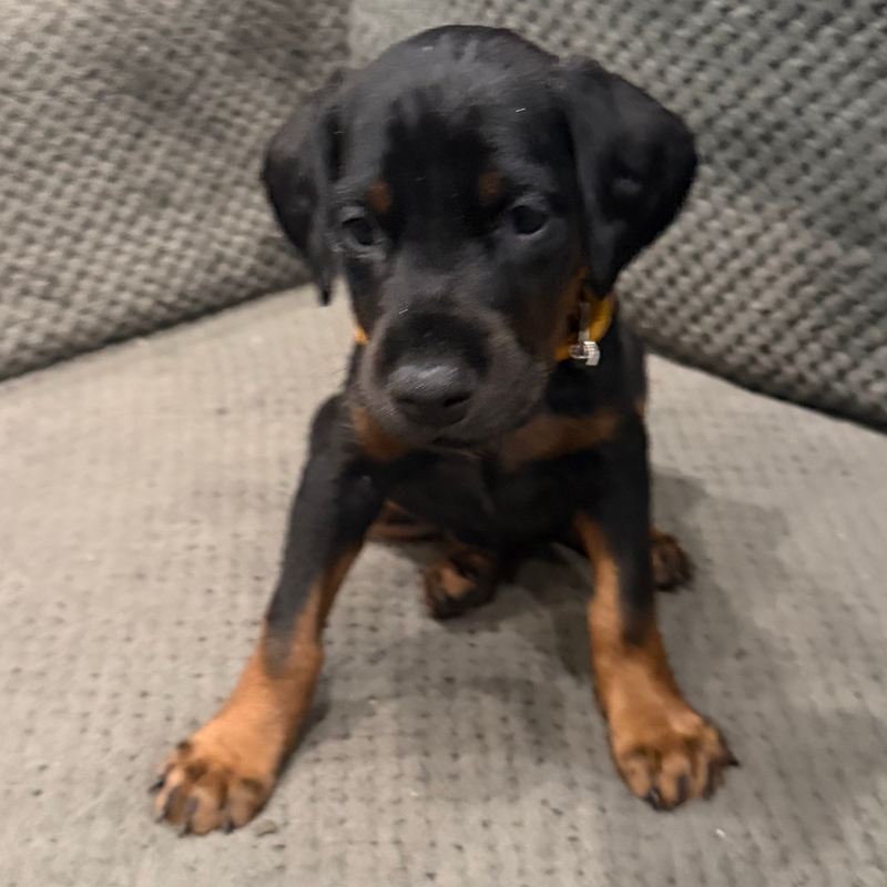 Carry - Yellow Collar Female #13 Has Deposit