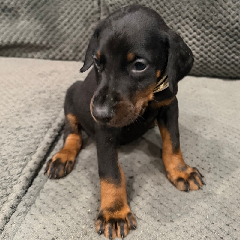 Gus - White Collar Male #20