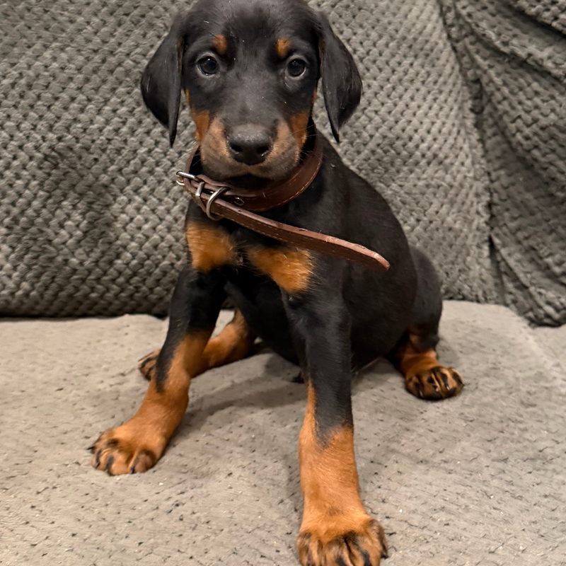 Buddy - Brown Collar Male #11