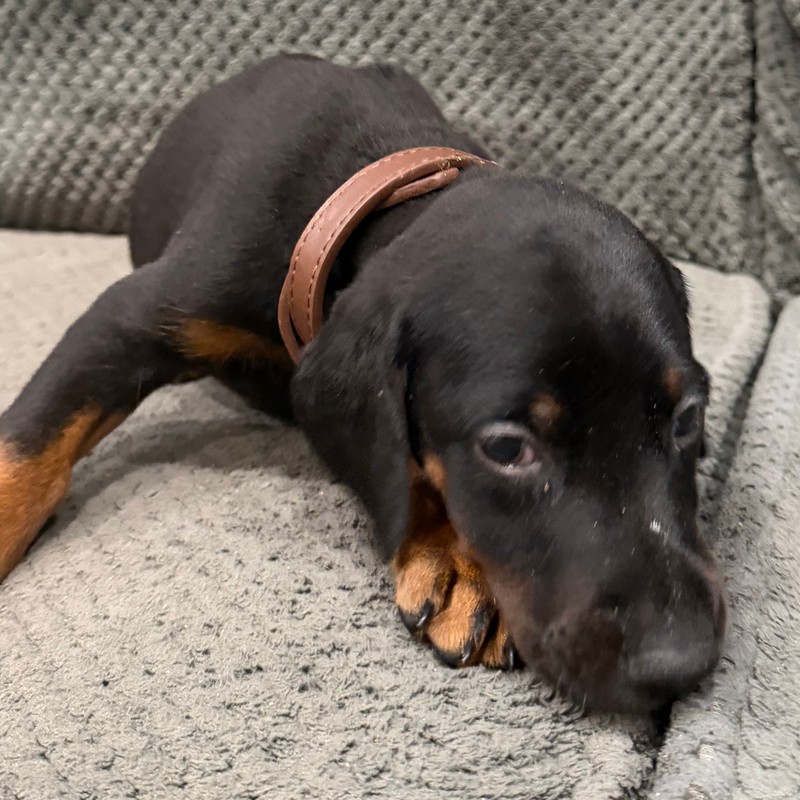 Rocky - Brown Collar Male #17