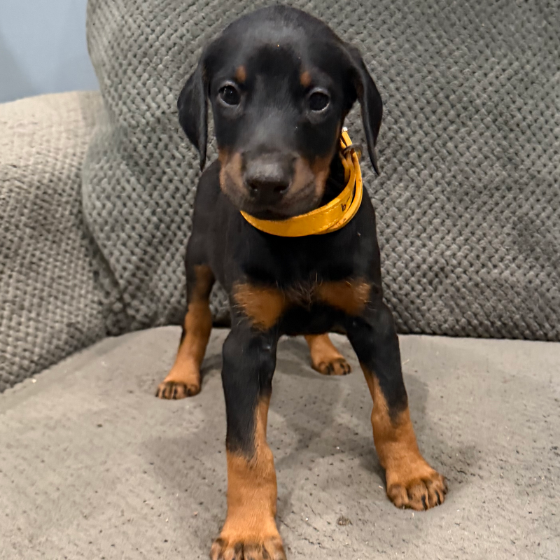 Bailey - Yellow Collar Male #9