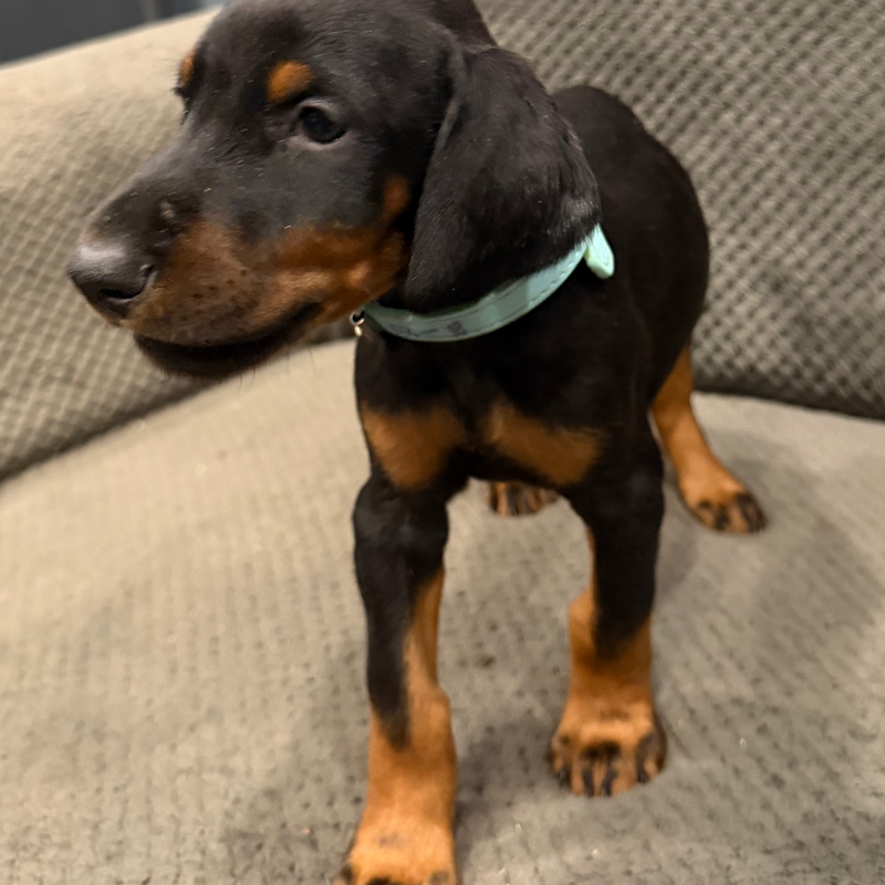 Diego - Lt Blue Collar Male #18