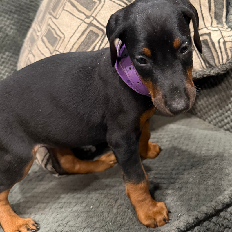 Daisey - Purple Collar Female #10