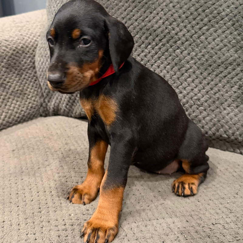 Demi - Red Collar Female #15