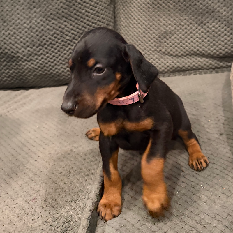 Lucy - Lt Pink Collar #7