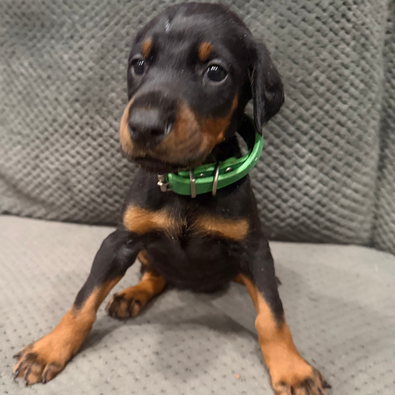 Molly - Green Collar Female #12