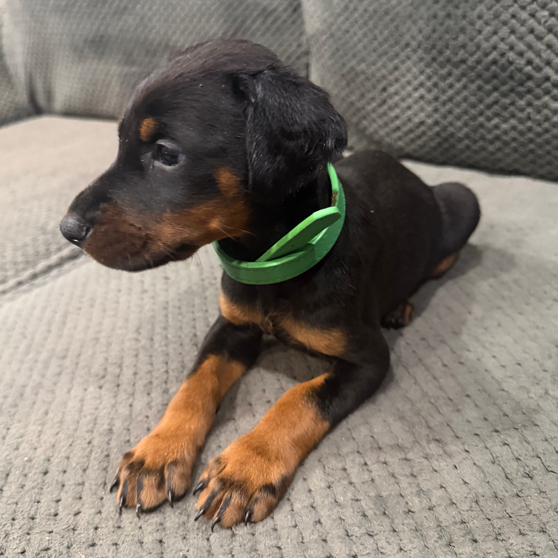 Luna - Green Coillar Female #6