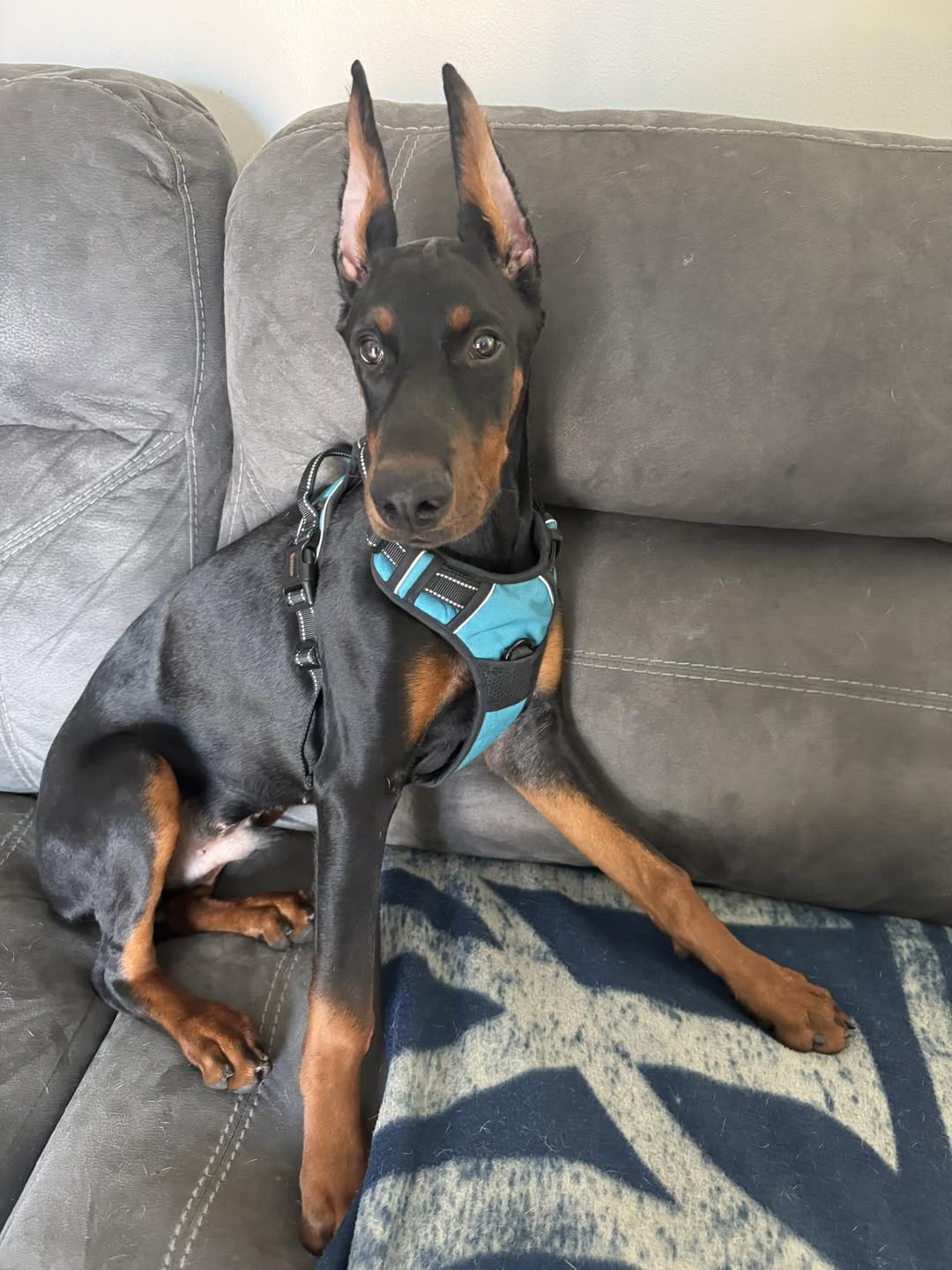 Rex