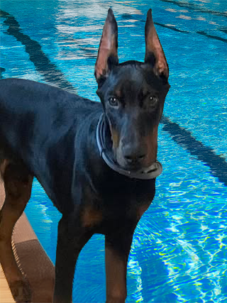 Duke - He lives in Orlando area - What a quality Owego Doberman, reserve yours from the new litter today!
